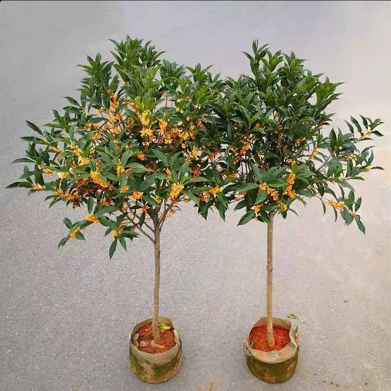 桂花树苗大树庭院地栽原生四季桂盆栽别墅植物浓香型花卉金桂丹桂
