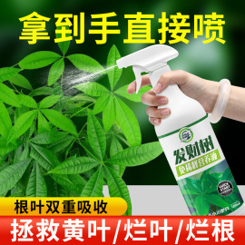 免稀释发财树专用营养液花肥料室内盆栽植物金钱树花卉绿植喷施肥