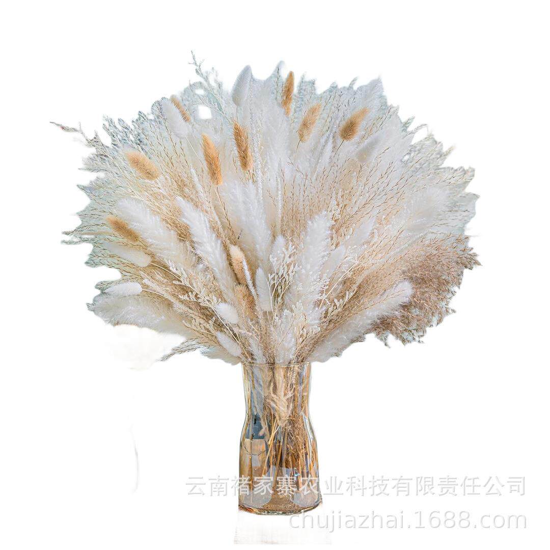 小芦苇干花多色芦苇花狗尾草礼品花束婚礼婚家居装饰厂家