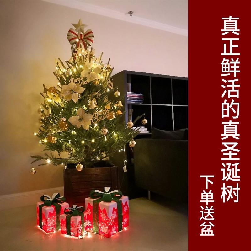 真的圣诞树真树活的云杉圣诞树盆栽大型小型2024新款圣诞树诺贝松