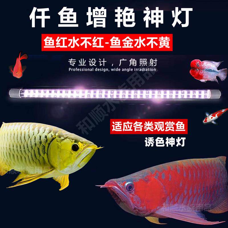 仟鱼神灯红龙专用灯增艳增色金龙红龙鱼灯鹦鹉潜水防水led鱼缸灯