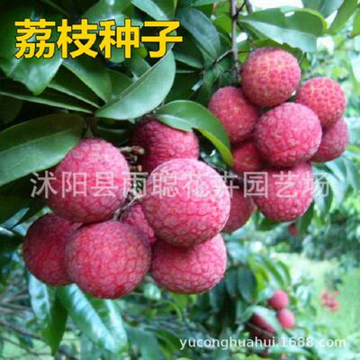 Litchi seeds for sale, fruit tree seeds, lychee seeds, long