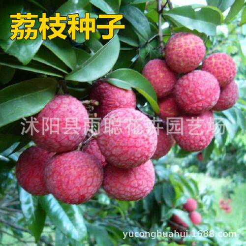 Litchi seeds for sale, fruit tree seeds, lychee seeds, long