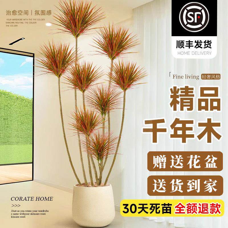 千年木客厅绿植大型植物盆栽室内七彩铁龙血树落地式造景好养真树