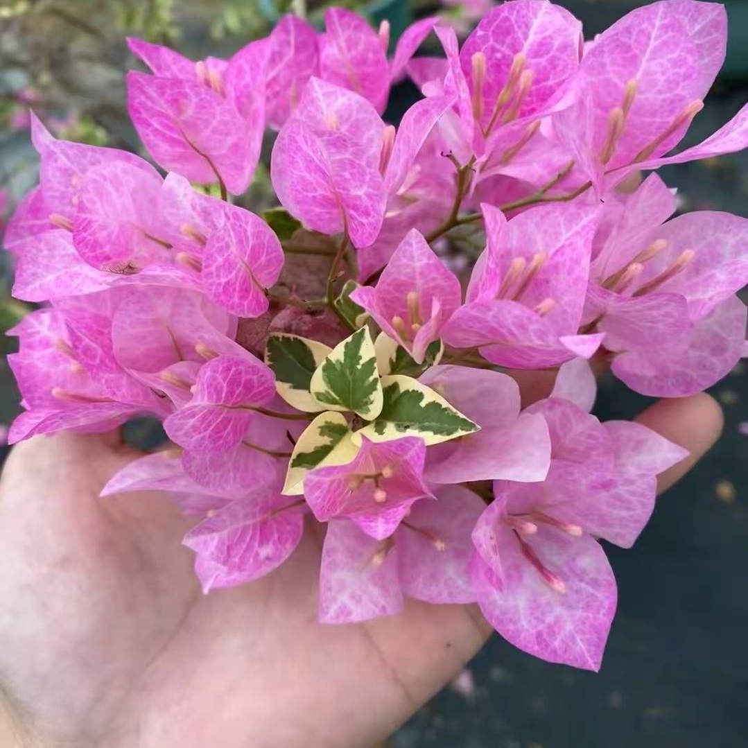 金边五宝三角梅小苗袋苗爬藤植物盆栽带花盆客厅庭院四季开花新款
