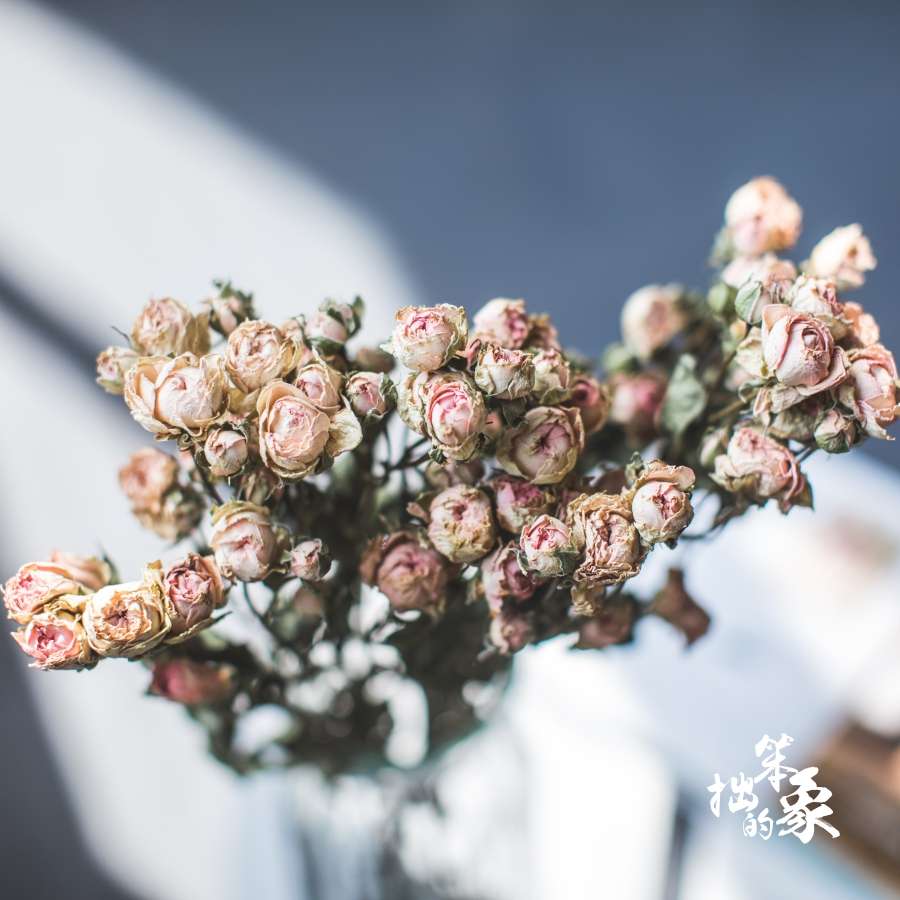 多头玫瑰花束真花干花云南浪漫泡泡客厅摆设花欧式清新迷你小干花