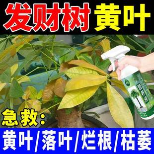 发财树营养液专用叶子黄了怎么办室内绿植防黄叶枯叶烂根枯萎肥料