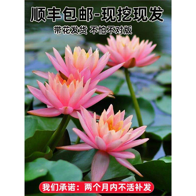 睡莲水培植物盆栽莲花池塘耐寒荷花水养花卉根部碗莲根茎带芽种藕