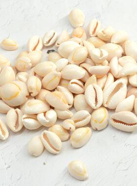 黄宝螺 黄色金边贝海螺贝壳 鱼缸水族箱造景外贸工艺品原材料定制