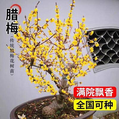 素心蜡梅盆栽浓香型室内外四季耐寒花卉阳台易活老桩盆景腊梅树苗