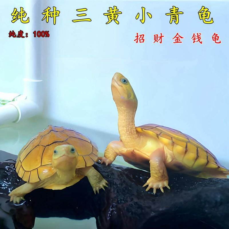 纯正黄喉拟水龟北石龟三黄小青石龟/鳖