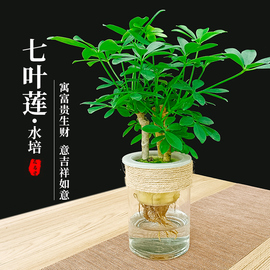 水培七叶莲盆栽鸭脚木绿植物鹅掌柴摇钱树水养小盆景招财树鸭掌木