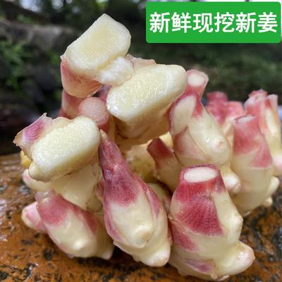 【辛辣脆姜】5斤现挖新鲜嫩姜小黄姜仔生姜菜姜月子姜红牙姜牙