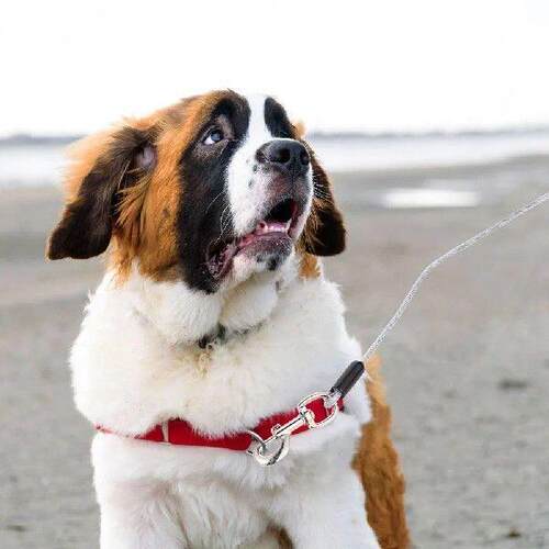 Anti Bite Dog Chain Durable Steel Wire Pet Leash 50ft Thick