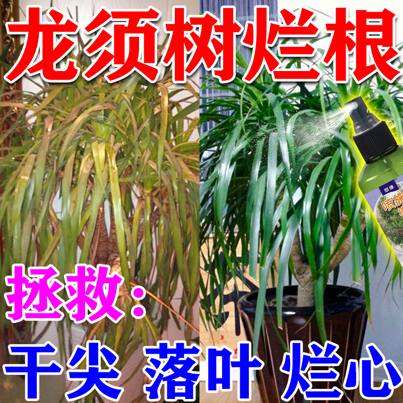 龙血树专用肥龙须树专用营养液大型绿植观叶植物干尖黄叶黑斑烂根