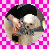 Parji啪唧Mini彩虹自动伸缩牵引绳狗狗猫咪小宠超轻宠物遛狗猫绳