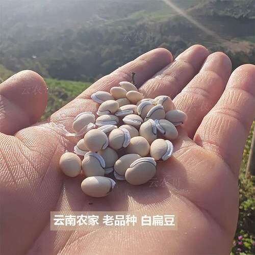 药用白扁豆药食同源农产品老品种白扁豆2025年新豆子1斤500克包邮