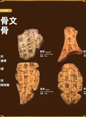 文树脂甲骨文彷硬真小摆件龟甲骨字化石儿童古认知早兽教玩具模型