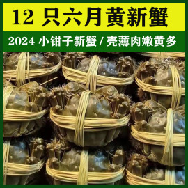 活蟹12只江苏洪泽湖清水大闸蟹鲜活特大六月黄螃蟹海鲜水产