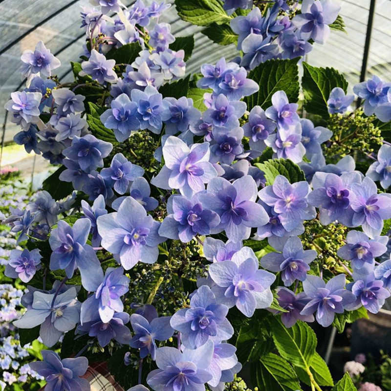 花芬坊水天一色绣球花苗盆栽八仙花阳台庭院耐寒植物四季开花卉