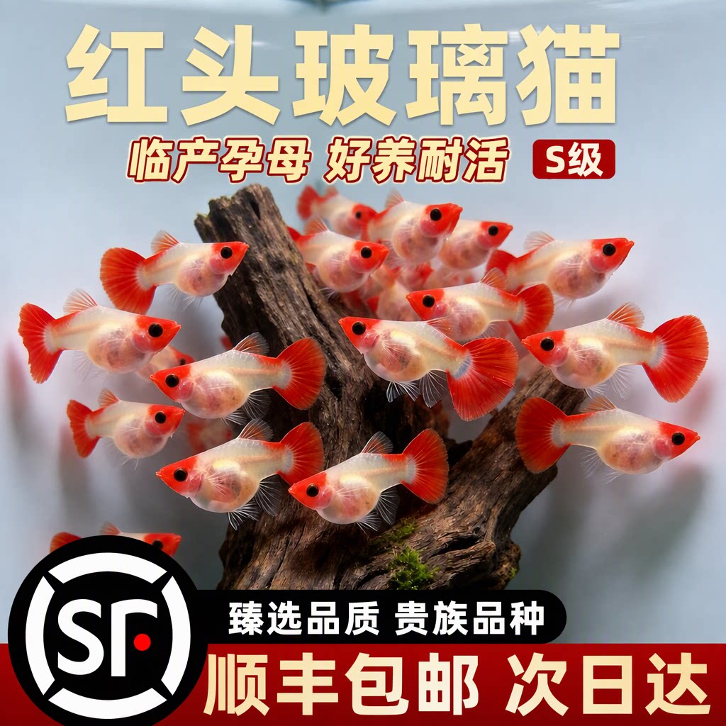 旗舰店纯种红头玻璃猫孔雀鱼活鱼苗临产孕母好养耐活群游顺丰包邮