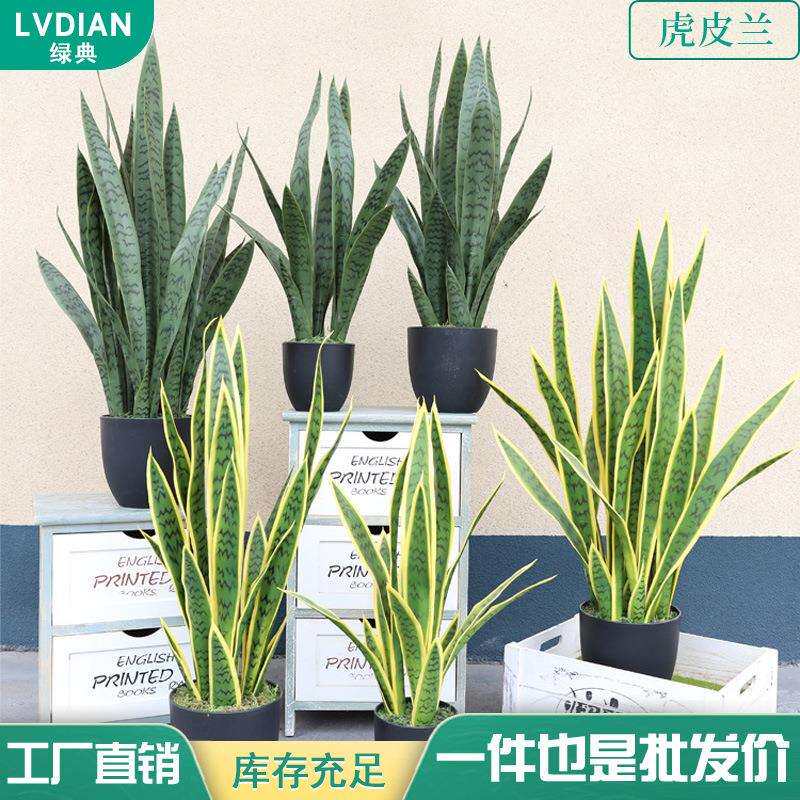 仿真虎皮兰绿色植物绿植黄边盆栽人造假植物黄边虎皮兰