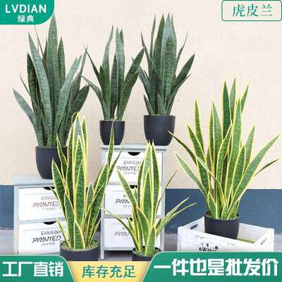 仿真虎皮兰绿色植物绿植黄边盆栽人造假植物黄边虎皮兰