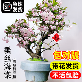 垂丝海棠花盆栽四季开花卉植物，室内带花苞，重瓣长寿冠树苗老桩盆景