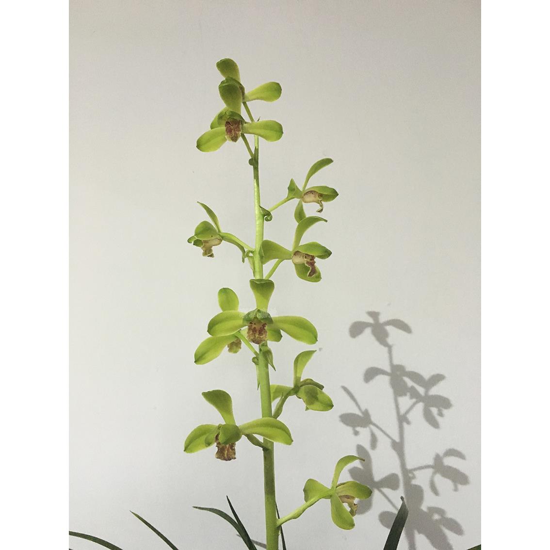 精品兰花*大一品*正宗老种蕙兰高档名贵兰花花卉盆栽【浙江嘉兰】