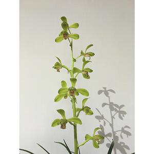 精品兰花*大一品*正宗老种蕙兰高档名贵兰花花卉盆栽【浙江嘉兰】