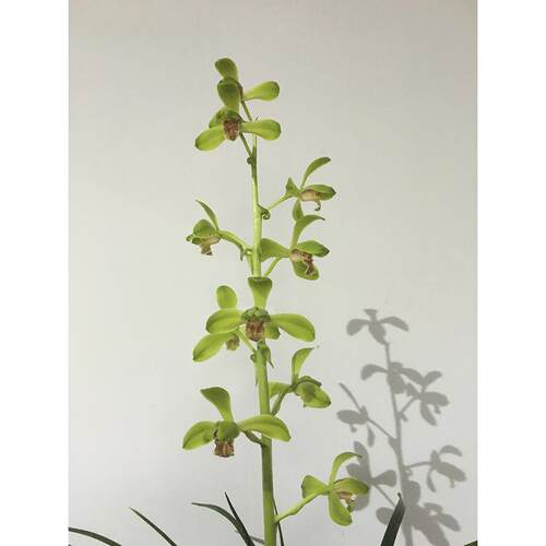 精品兰花*大一品*正宗老种蕙兰高档名贵兰花花卉盆栽【浙江嘉兰】
