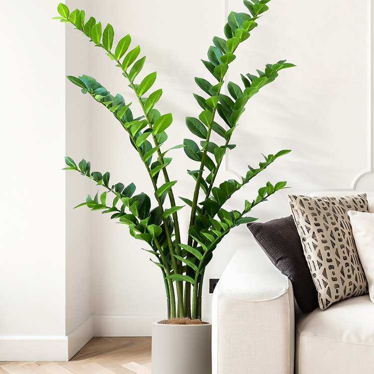 仿真绿植金钱叶室内高端轻奢假植物景观沙发旁落地盆栽,鲜花速递/花卉仿真/绿植园艺,仿真绿植,淘宝优惠券,粉丝福利购,淘宝优惠卷