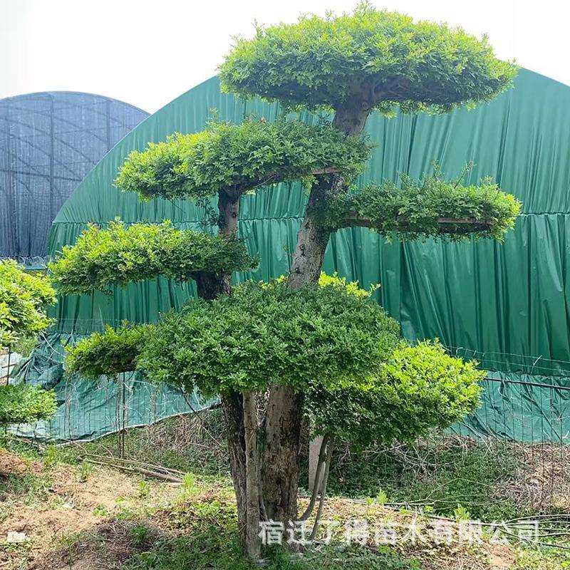 造型对节白蜡地景盆景别墅庭院花园造景美观大方树形好对节白蜡