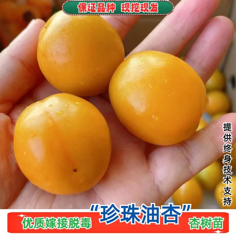 山东珍珠油杏树果苗嫁接油杏苗盆栽庭院地栽杏子树苗南方北方种植