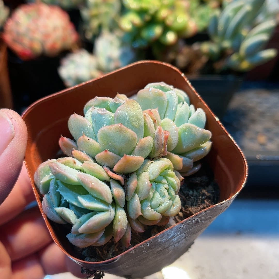 14-2多肉38包邮雅典娜4