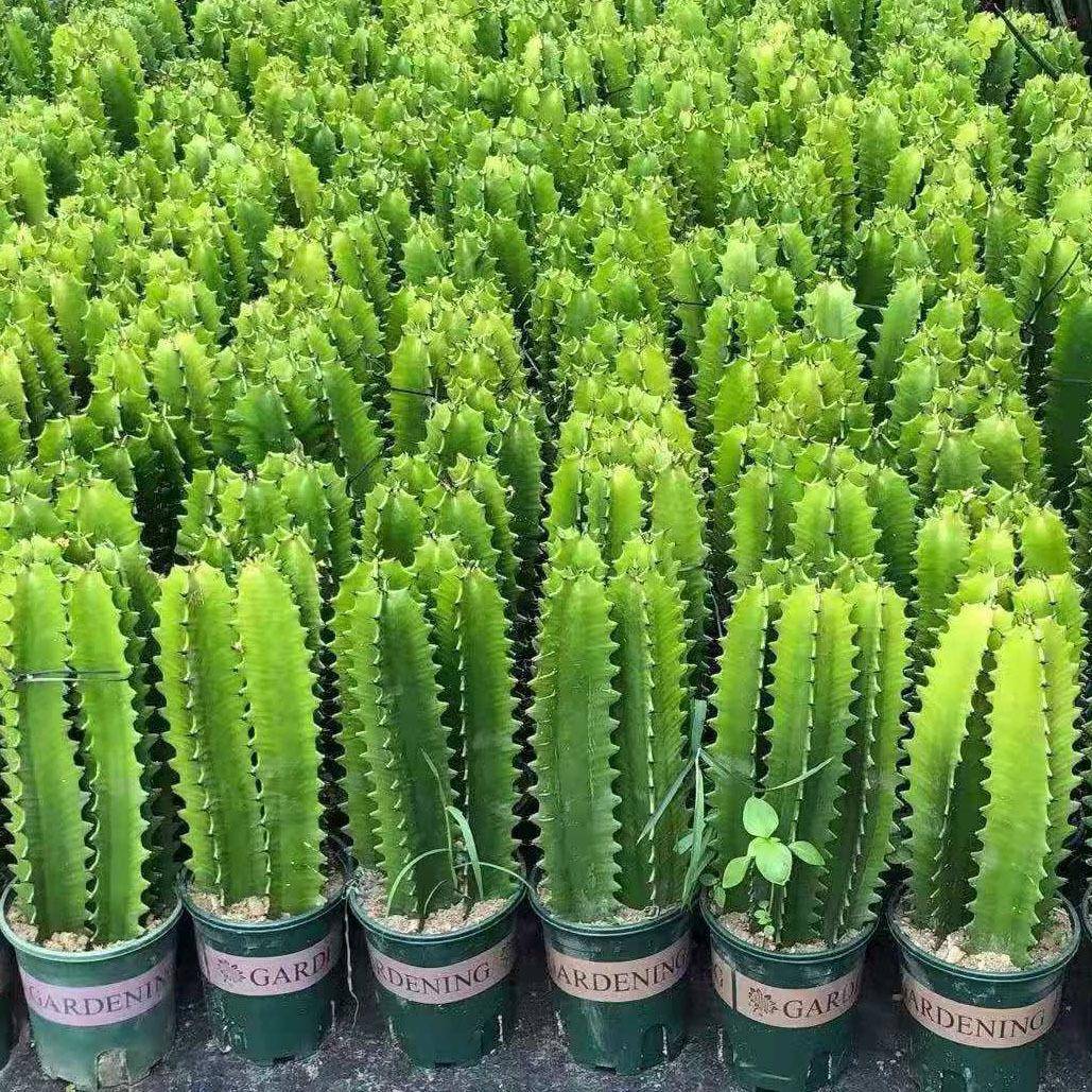 观赏花卉植物多肉植物办公室布置龙骨