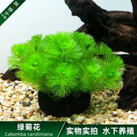 千草堂水族绿菊花大小坨草定植批鱼缸造景前后景发水草淡水植物