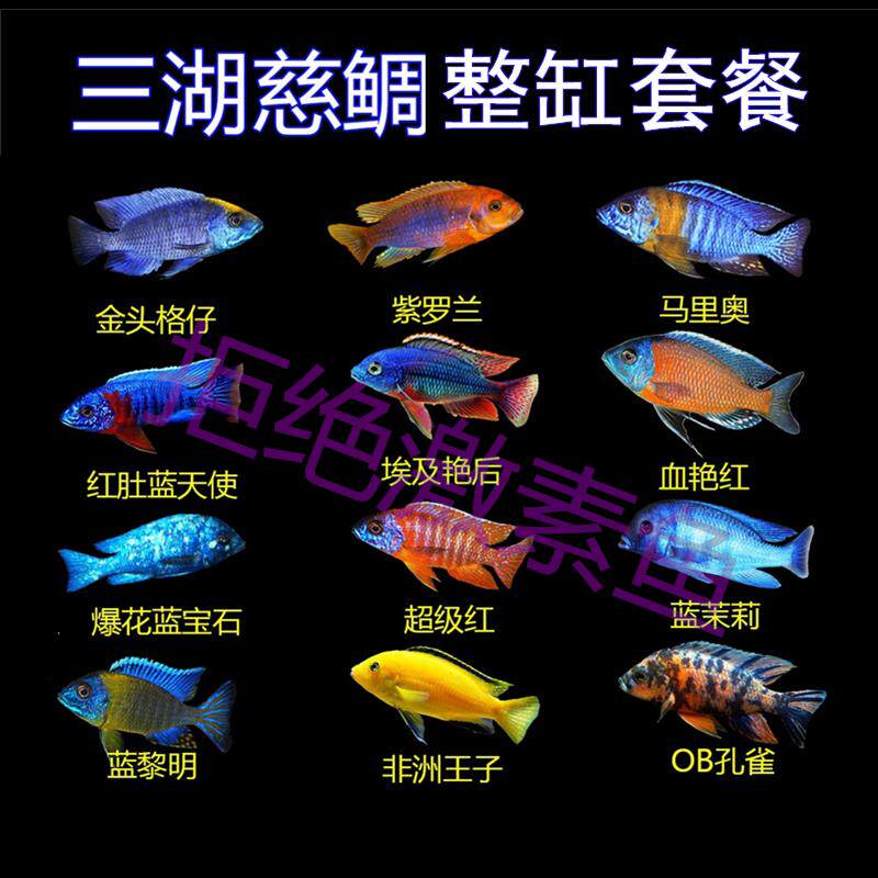 三湖慈鲷鱼大尺寸马鲷精品套餐热带淡水观赏鱼活体岩栖珊瑚纯种
