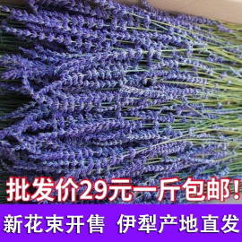 新疆伊犁薰衣草干花束客厅熏衣草家居装饰摆设真花安神助眠小清新