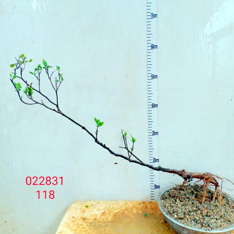 长青桩室内栀子花生四季一物树苗老水枝一拍横大飘海岛栽小叶盆景