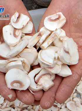 香菇滑子菇猴头菇白灵菇草鸡腿菇割 TKG腾切昇香菇切片菇机