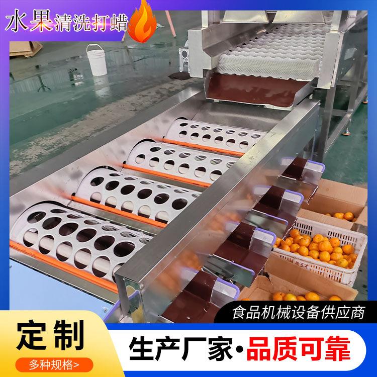 商用柑橘清洗打蜡机砂糖橘洗果机水果清洗机苹果分选机厂家