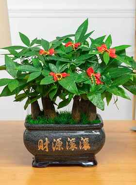 发财树大型盆栽招财树室内绿植客厅办公桌面前台净化空气盆景