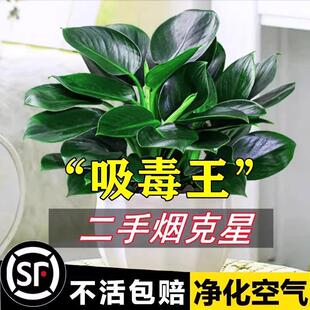 金钻盆栽水培大叶绿公主植物室内绿植天堂鸟好养绿萝箩吸甲醛客厅