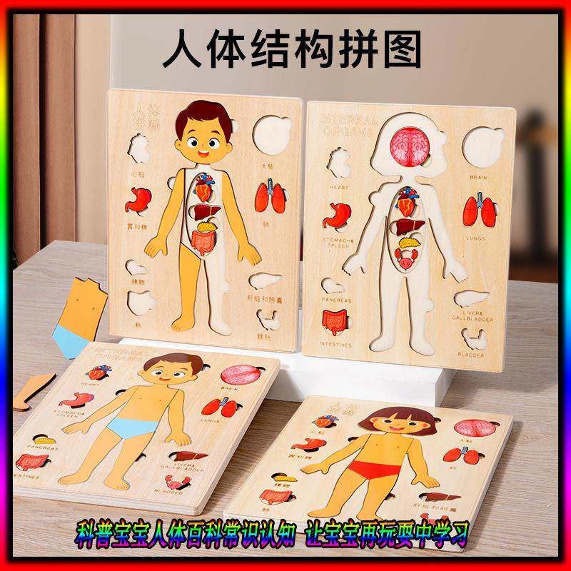 人体器官结构木制拼图 婴幼童人体解剖自我认知科普常识益智教具