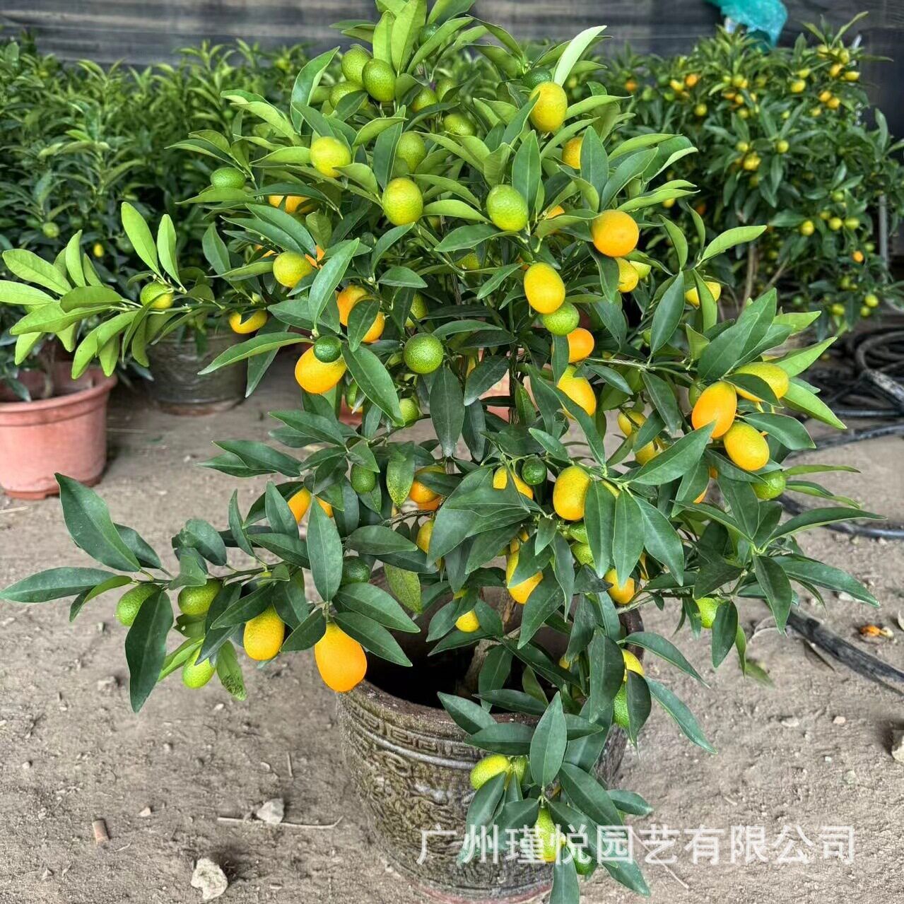 带果金桔盆栽树苗四季果树金橘招财果室内植物橘子树过年开业送礼