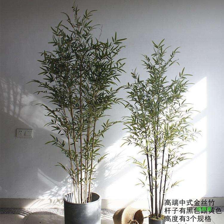 竹子屏风植物造景紫竹金丝装饰绿植树加密假客厅橱窗四季装饰