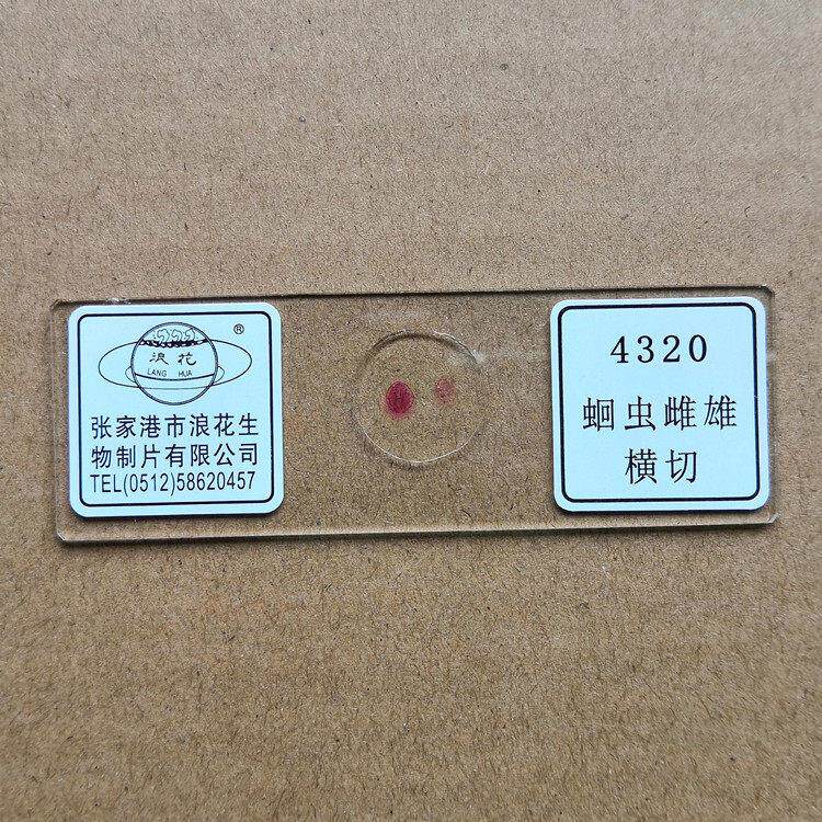 4320蛔虫雌雄横切 浪花牌切片 生物显微镜玻片涂片 教学仪器