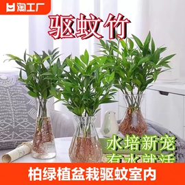 水培竹柏绿植富贵竹盆栽驱蚊竹，水培植物室内客厅好养四季常青易活