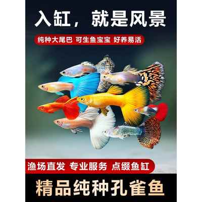 孔雀鱼活鱼黄金孔雀鱼精品纯种精品纯种大尾巴大肚观赏鱼爆缸小鱼